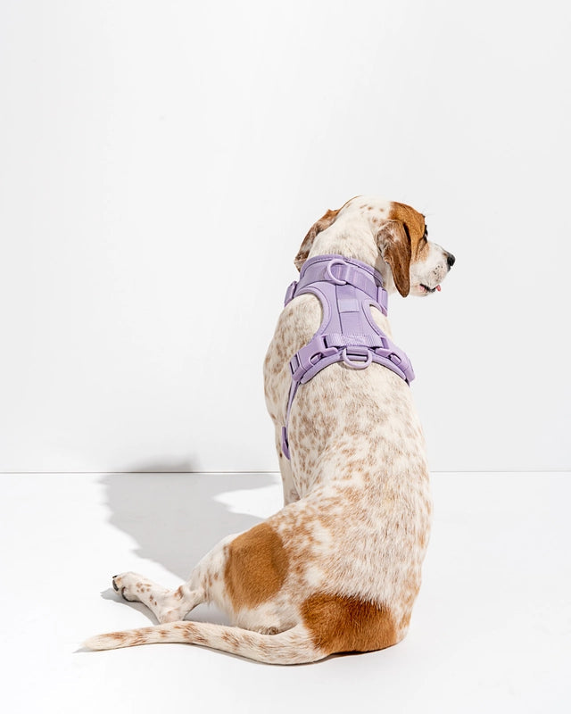 PVC Harness: Lilac