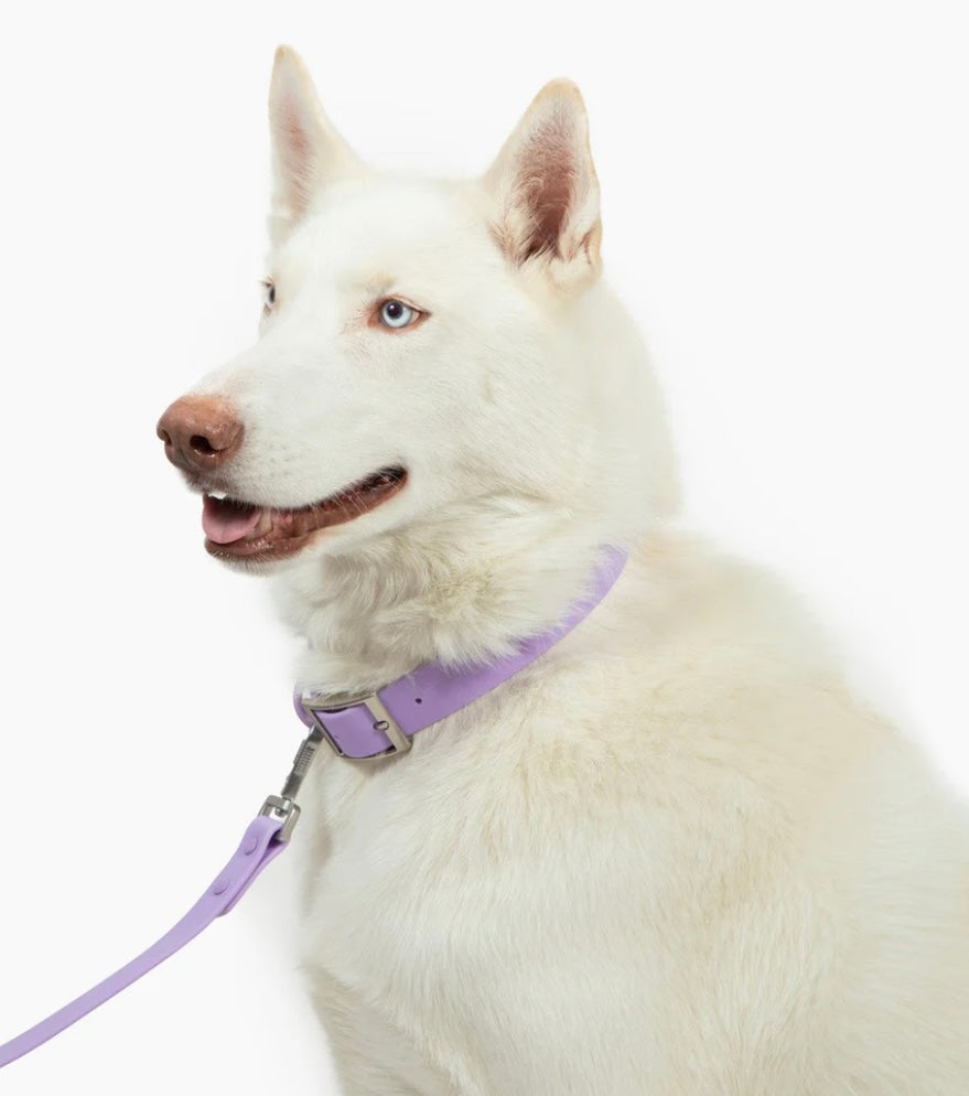 PVC Collar: Lilac