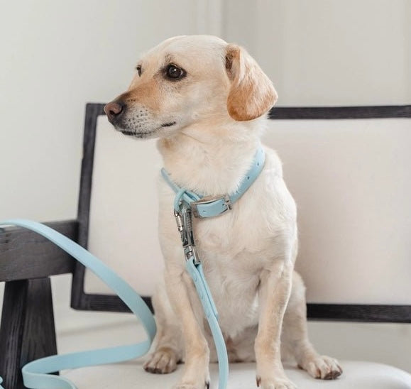 PVC Collar: Light Blue