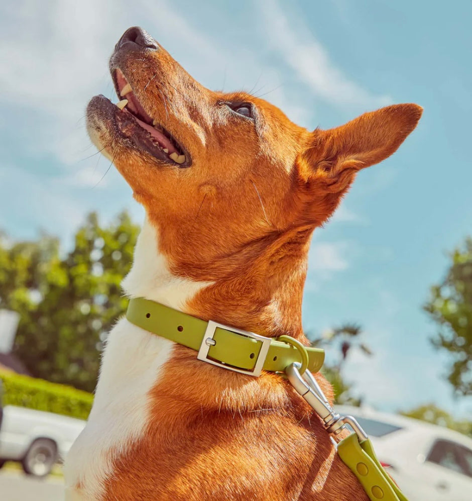 PVC Collar: Olive