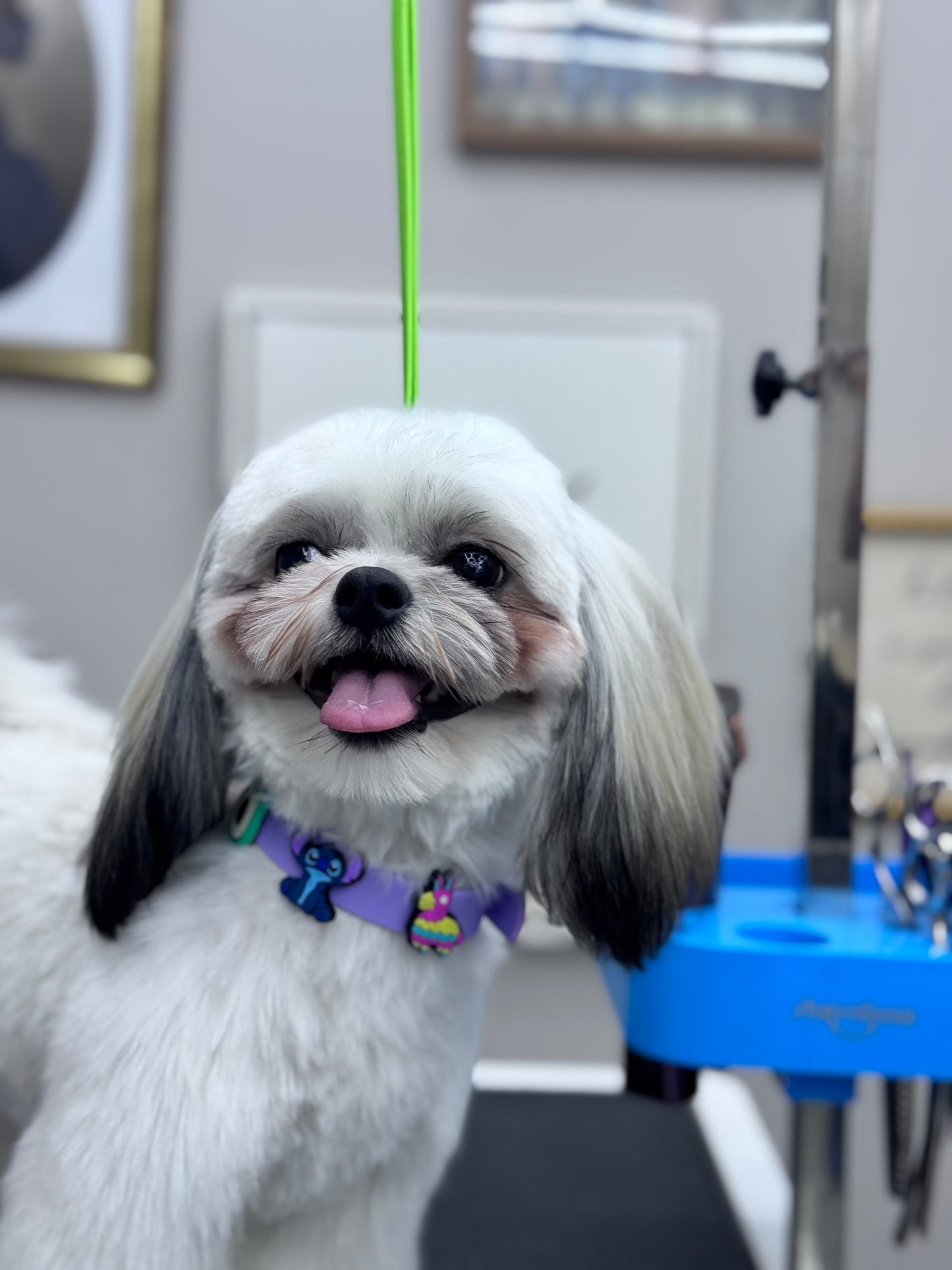 Charm Collar: Lilac