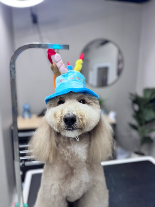 Birthday Bucket Hat
