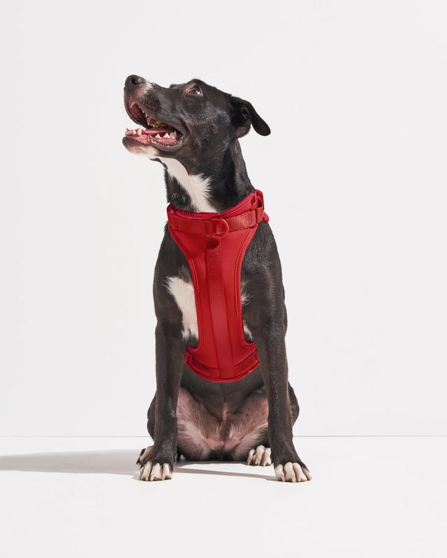 PVC Harness Red