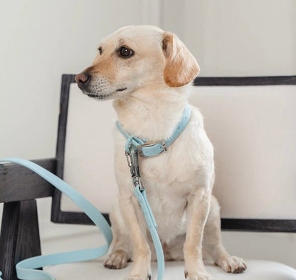 PVC Collar: Light Blue