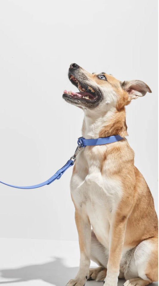 PVC Collar: Ocean Blue