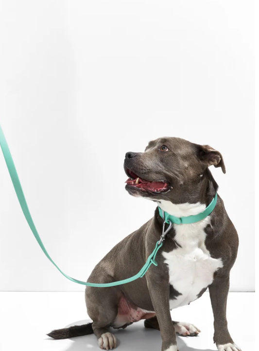 PVC Collar: Mint