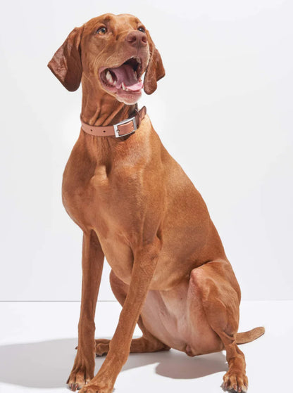PVC Collar: Brown