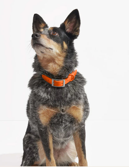 PVC Collar: Orange