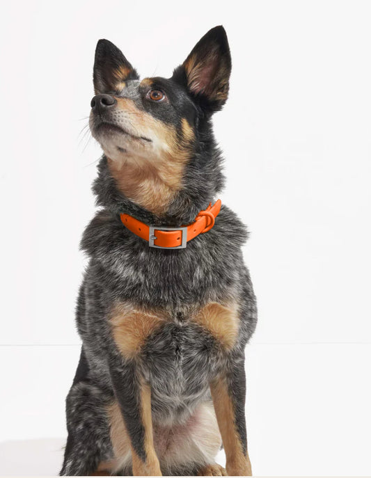 PVC Collar: Orange