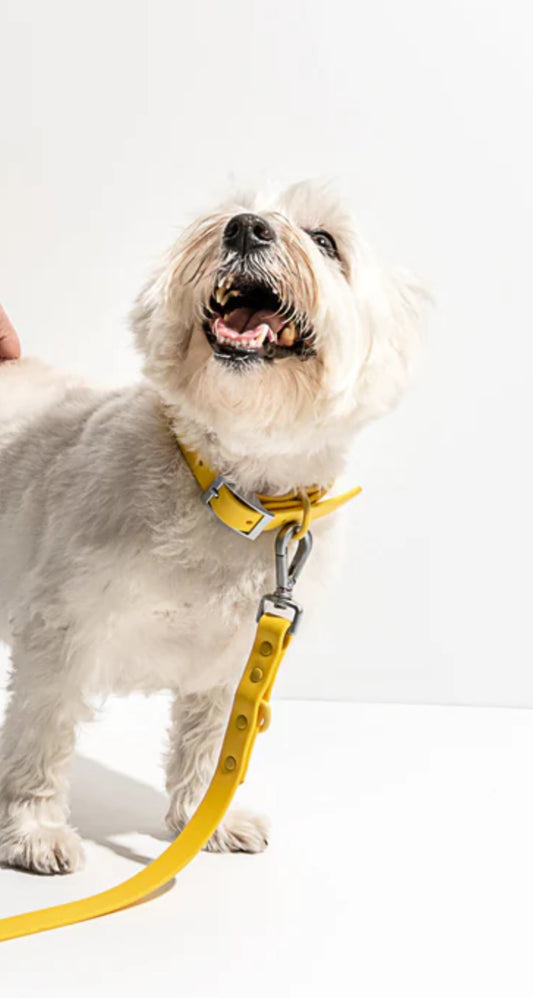 PVC Collar: Yellow