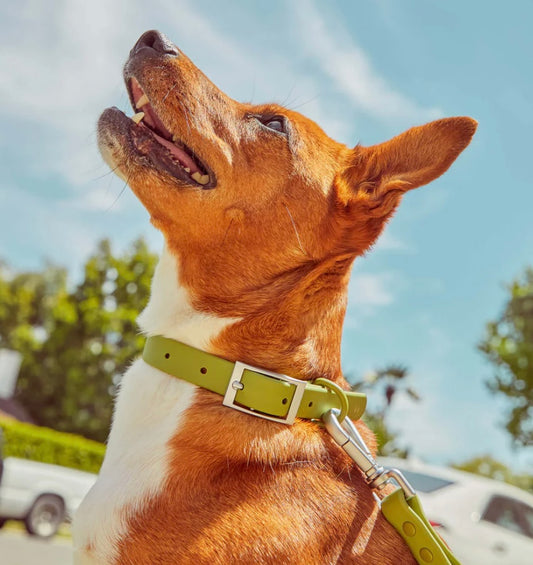 PVC Collar: Olive