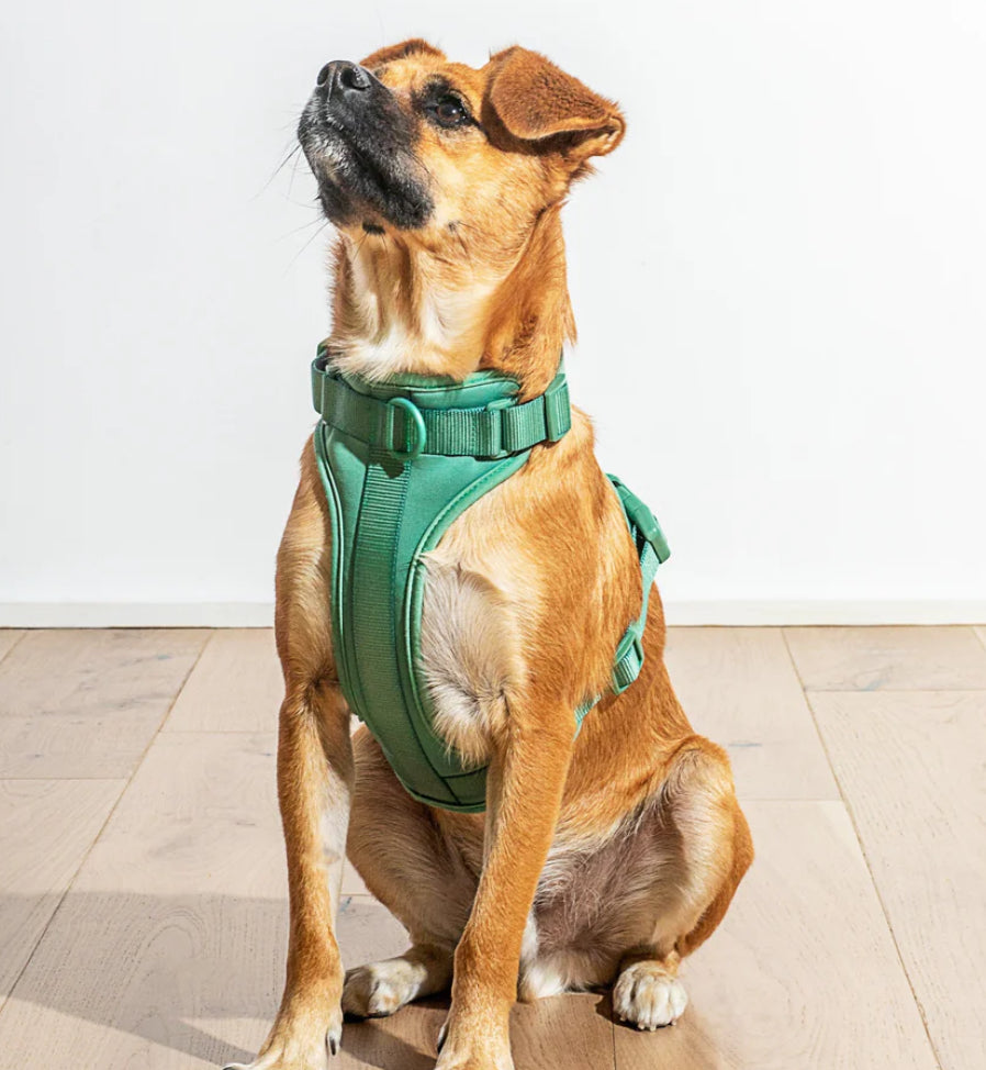 PVC Harness: Forest Green