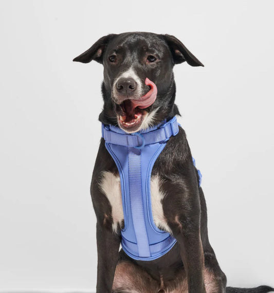 PVC Harness: Ocean Blue
