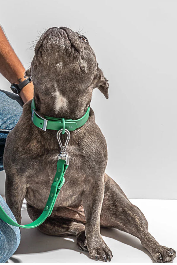 PVC Collar: Forest Green