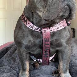 Off White: Harness Pink
